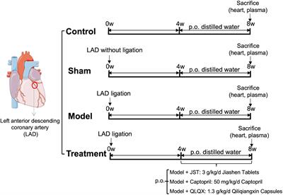 Plasma metabolomic analysis reveals the therapeutic effects of Jiashen tablets on heart failure